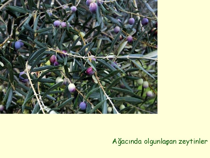 Ağacında olgunlaşan zeytinler 