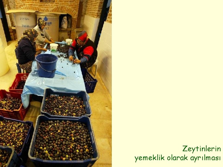 Zeytinlerin yemeklik olarak ayrılması 