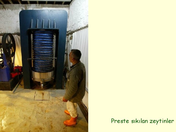 Preste sıkılan zeytinler 