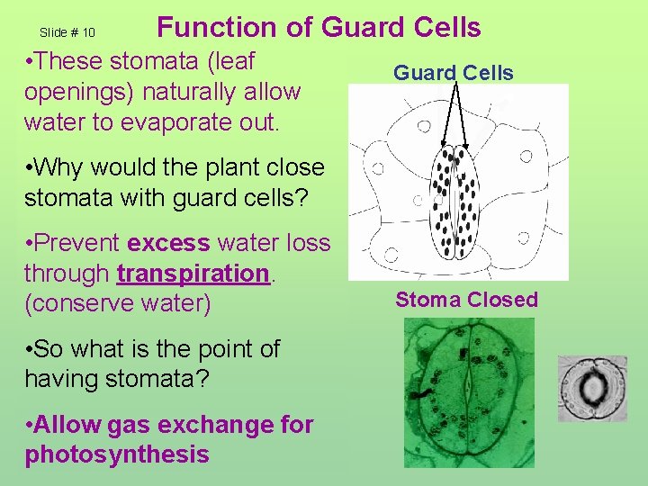 Slide # 10 Function of Guard Cells • These stomata (leaf Guard Cells openings)
