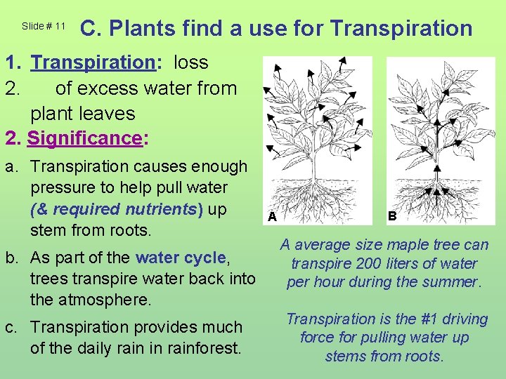 Slide # 11 C. Plants find a use for Transpiration 1. Transpiration: loss 2.