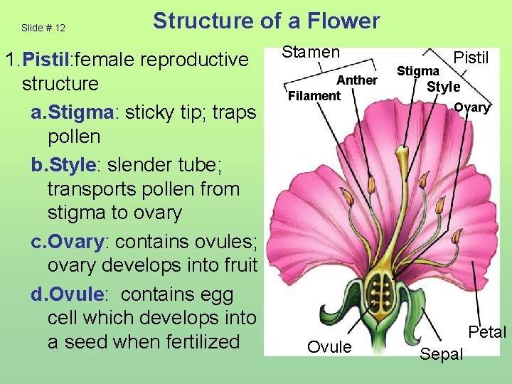 Slide # 12 Structure of a Flower 1. Pistil: female reproductive Stamen Anther structure