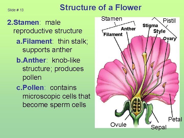 Slide # 13 Structure of a Flower 2. Stamen: male reproductive structure a. Filament: