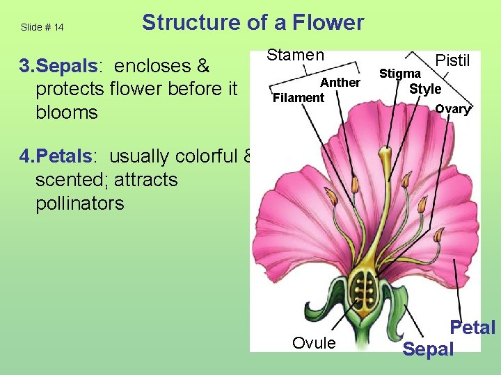 Slide # 14 Structure of a Flower 3. Sepals: encloses & protects flower before