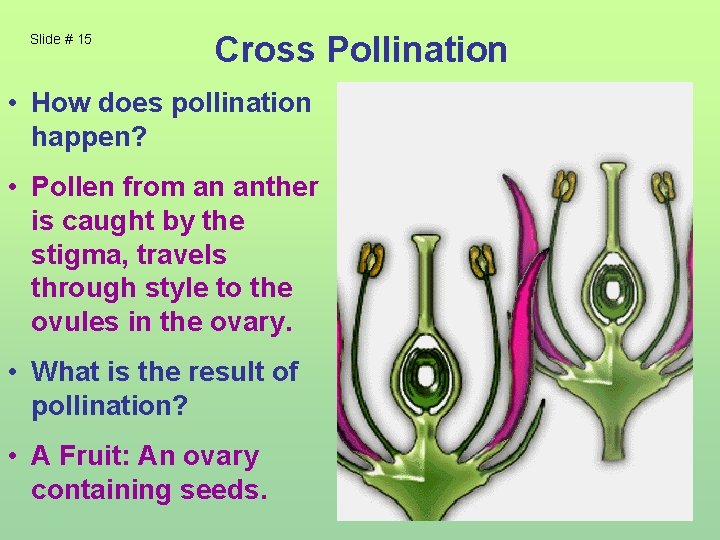 Slide # 15 Cross Pollination • How does pollination happen? • Pollen from an