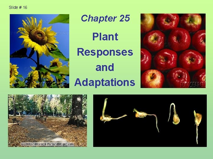 Slide # 16 Chapter 25 Plant Responses and Adaptations 