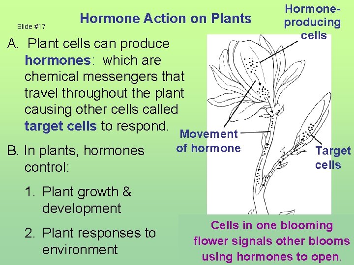 Slide #17 Hormone Action on Plants A. Plant cells can produce hormones: which are