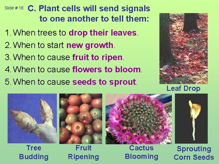 Slide # 18 C. Plant cells will send signals to one another to tell