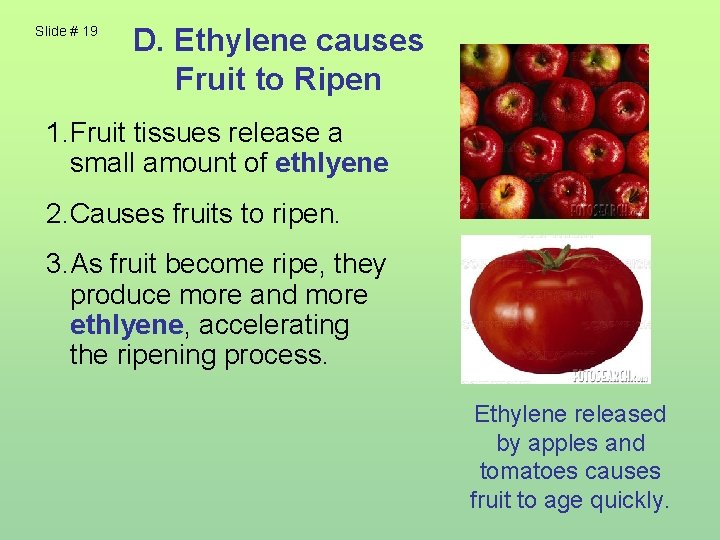 Slide # 19 D. Ethylene causes Fruit to Ripen 1. Fruit tissues release a