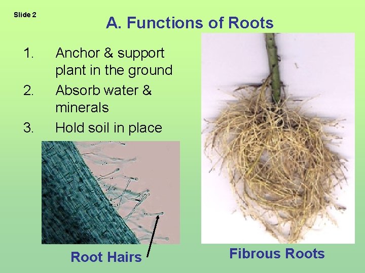 Slide 2 1. 2. 3. A. Functions of Roots Anchor & support plant in