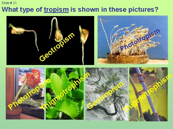 Slide # 21 What type of tropism is shown in these pictures? m s