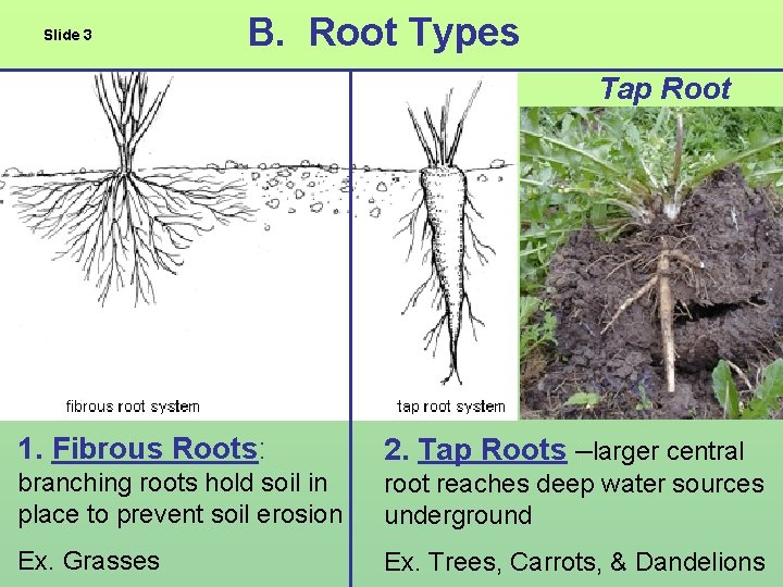 Slide 3 B. Root Types Tap Root 1. Fibrous Roots: 2. Tap Roots –larger