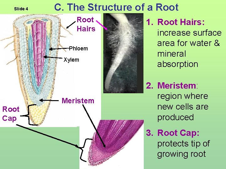Slide 4 C. The Structure of a Root Hairs Phloem Xylem Meristem Root Cap