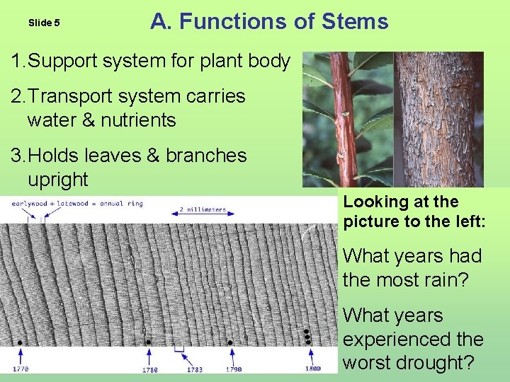 Slide 5 A. Functions of Stems 1. Support system for plant body 2. Transport
