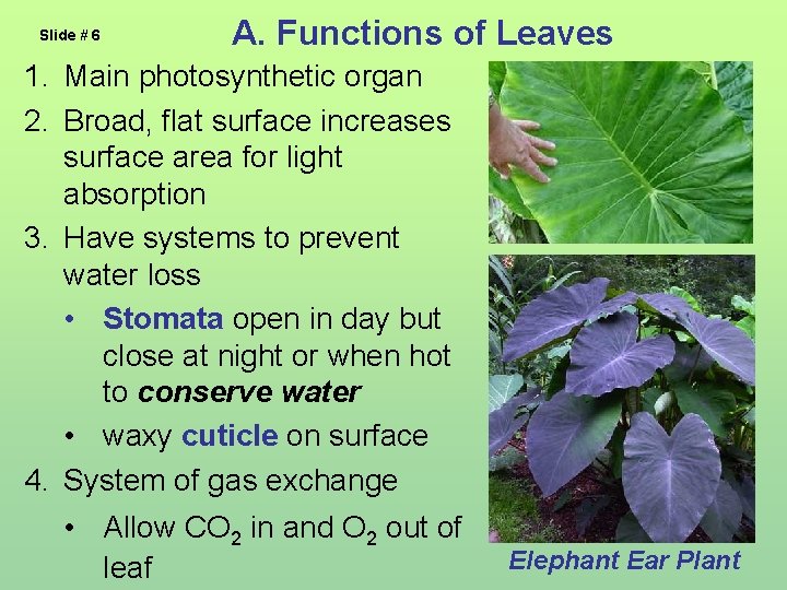 Slide # 6 A. Functions of Leaves 1. Main photosynthetic organ 2. Broad, flat