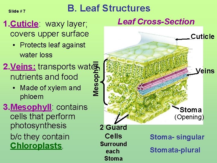 Slide # 7 B. Leaf Structures Leaf Cross-Section 1. Cuticle: waxy layer; covers upper