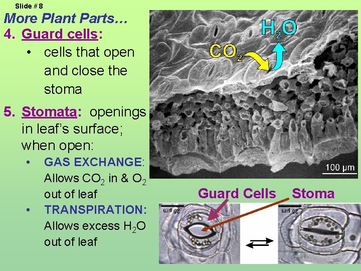 Slide # 8 More Plant Parts… 4. Guard cells: • cells that open and