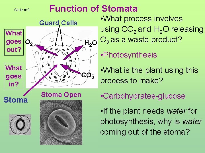 Slide # 9 What goes O 2 out? Function of Stomata • What process