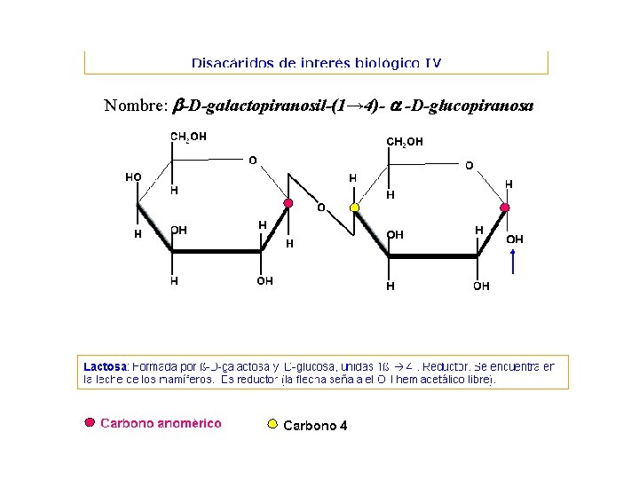 Nombre: b-D-galactopiranosil-(1→ 4)- a -D-glucopiranosa 