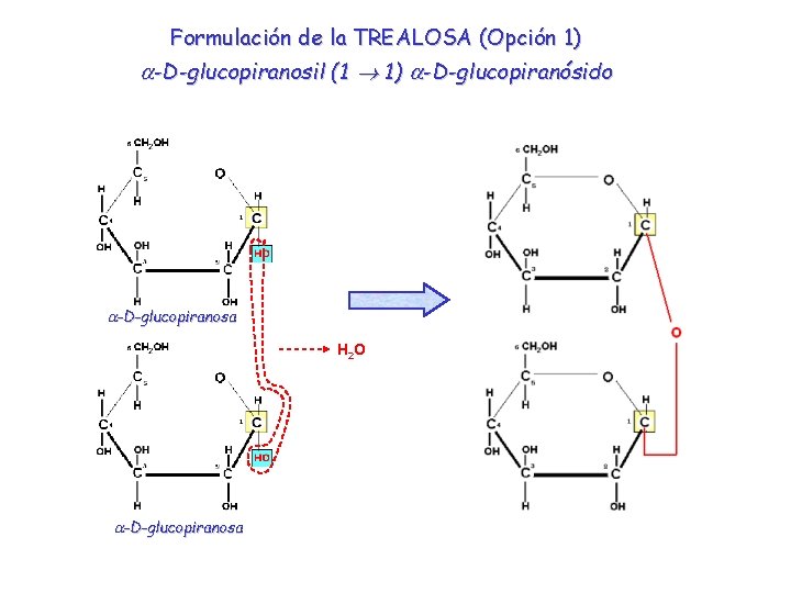 Formulación de la TREALOSA (Opción 1) a-D-glucopiranosil (1 1) a-D-glucopiranósido a-D-glucopiranosa H 2 O