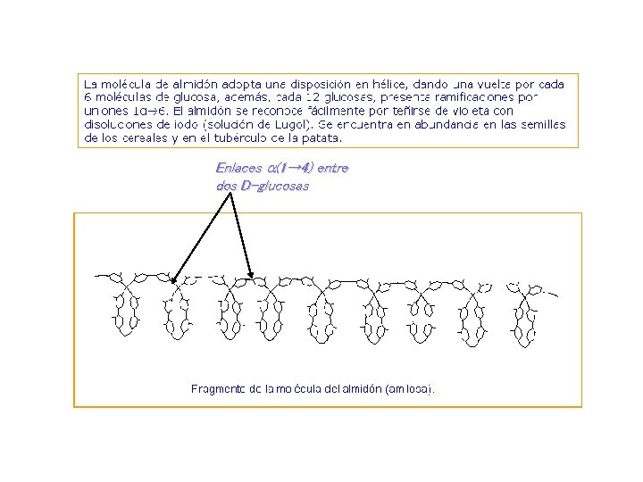 Enlaces a(1→ 4) entre dos D-glucosas 