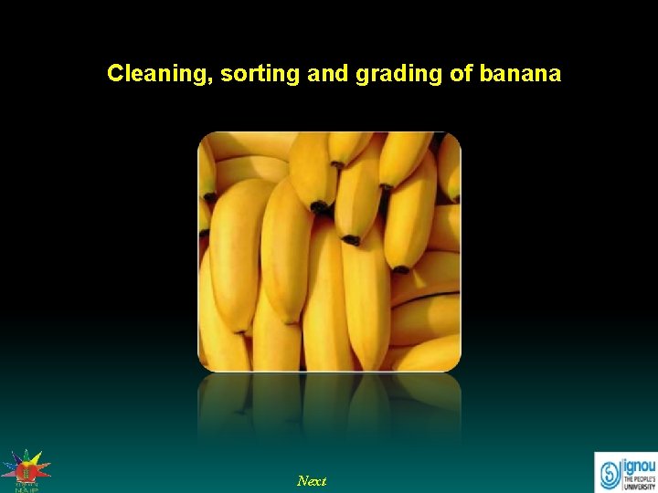 Cleaning, sorting and grading of banana Next 
