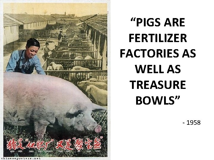 “PIGS ARE FERTILIZER FACTORIES AS WELL AS TREASURE BOWLS” - 1958 