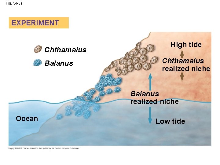 Fig. 54 -3 a EXPERIMENT Chthamalus Balanus High tide Chthamalus realized niche Balanus realized