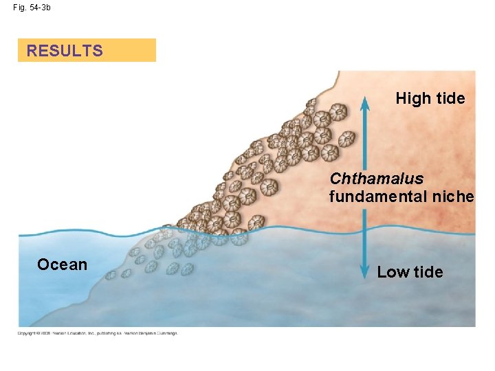 Fig. 54 -3 b RESULTS High tide Chthamalus fundamental niche Ocean Low tide 