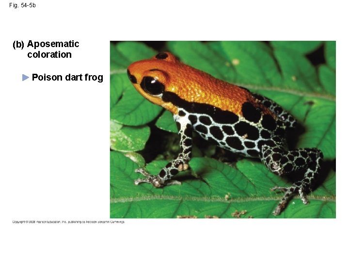 Fig. 54 -5 b (b) Aposematic coloration Poison dart frog 