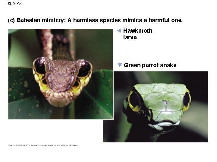 Fig. 54 -5 c (c) Batesian mimicry: A harmless species mimics a harmful one.