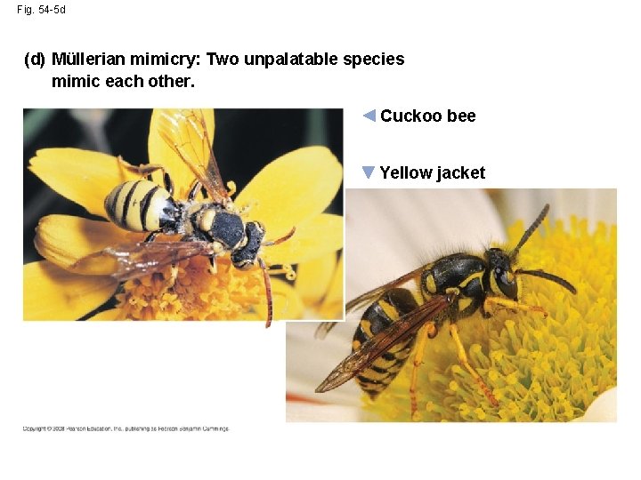 Fig. 54 -5 d (d) Müllerian mimicry: Two unpalatable species mimic each other. Cuckoo