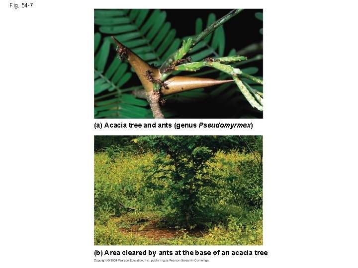 Fig. 54 -7 (a) Acacia tree and ants (genus Pseudomyrmex) (b) Area cleared by