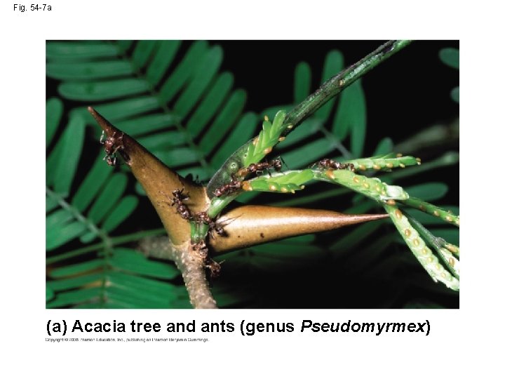 Fig. 54 -7 a (a) Acacia tree and ants (genus Pseudomyrmex) 
