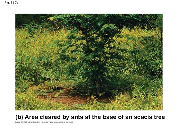 Fig. 54 -7 b (b) Area cleared by ants at the base of an