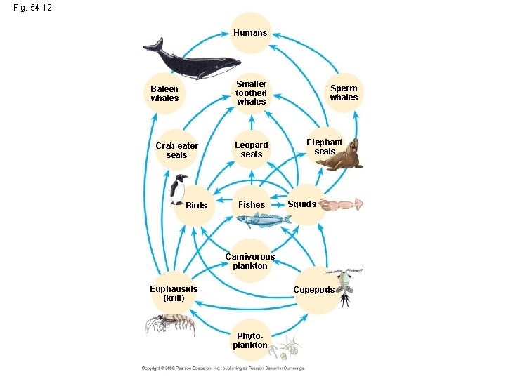 Fig. 54 -12 Humans Smaller toothed whales Baleen whales Crab-eater seals Birds Leopard seals