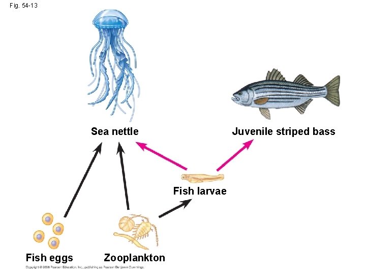 Fig. 54 -13 Juvenile striped bass Sea nettle Fish larvae Fish eggs Zooplankton 