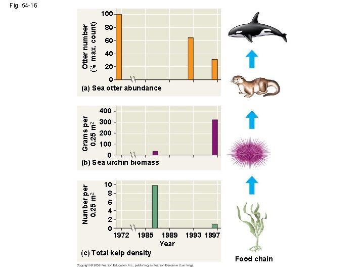 Fig. 54 -16 Otter number (% max. count) 100 80 60 40 20 0