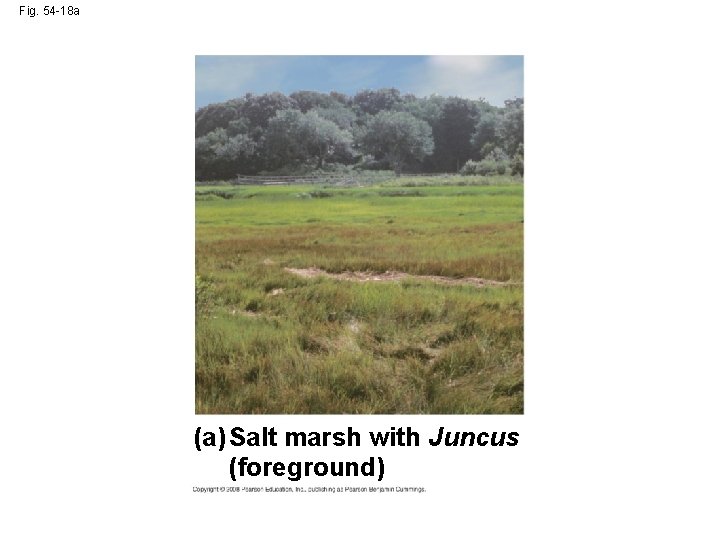 Fig. 54 -18 a (a) Salt marsh with Juncus (foreground) 
