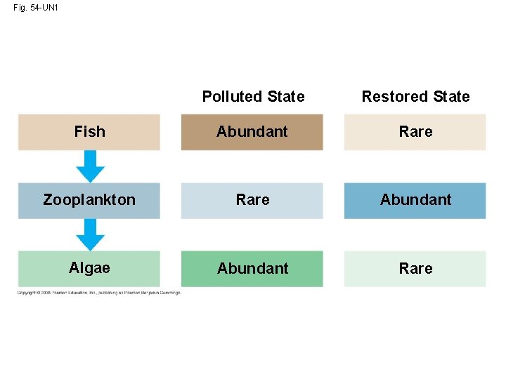 Fig. 54 -UN 1 Polluted State Restored State Fish Abundant Rare Zooplankton Rare Abundant