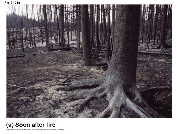 Fig. 54 -21 a (a) Soon after fire 