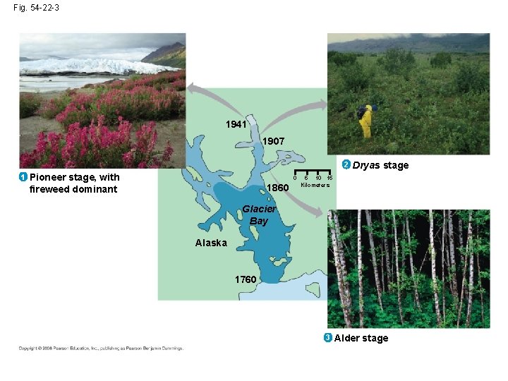 Fig. 54 -22 -3 1941 1907 2 1 Pioneer stage, with fireweed dominant 0