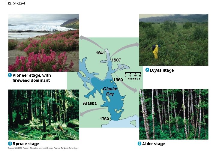 Fig. 54 -22 -4 1941 1907 2 1 Pioneer stage, with fireweed dominant 0