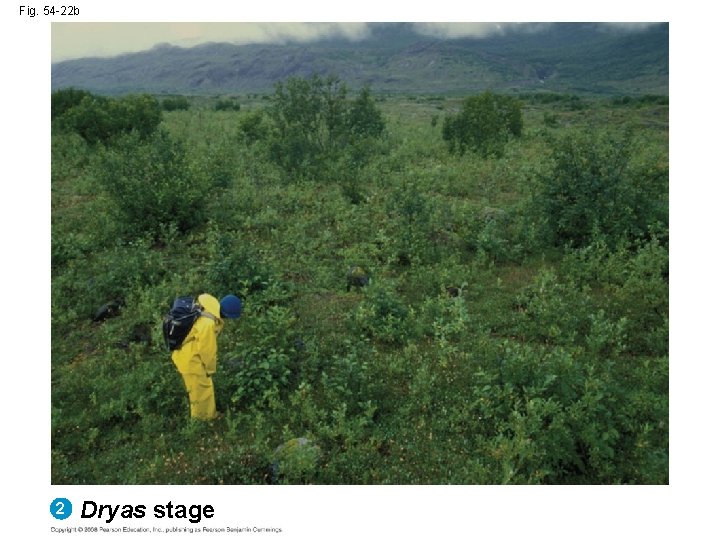 Fig. 54 -22 b 2 Dryas stage 
