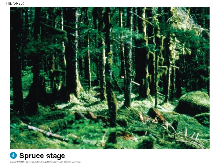 Fig. 54 -22 d 4 Spruce stage 
