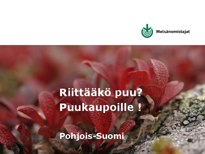 Riittääkö puu? Puukaupoille ! Pohjois-Suomi 