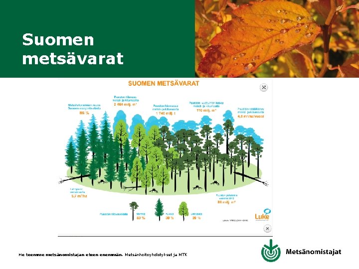 Suomen metsävarat Me teemme metsänomistajan eteen enemmän. Metsänhoitoyhdistykset ja MTK 