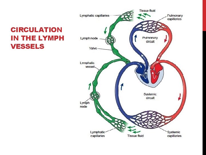 CIRCULATION IN THE LYMPH VESSELS 