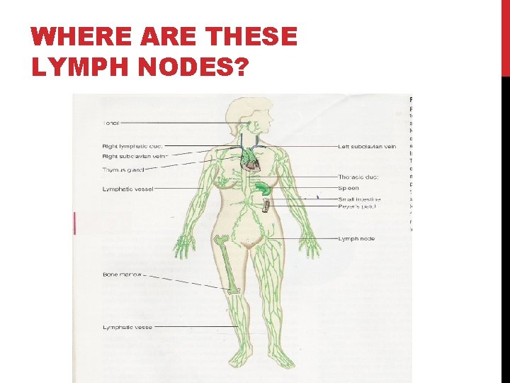 WHERE ARE THESE LYMPH NODES? 