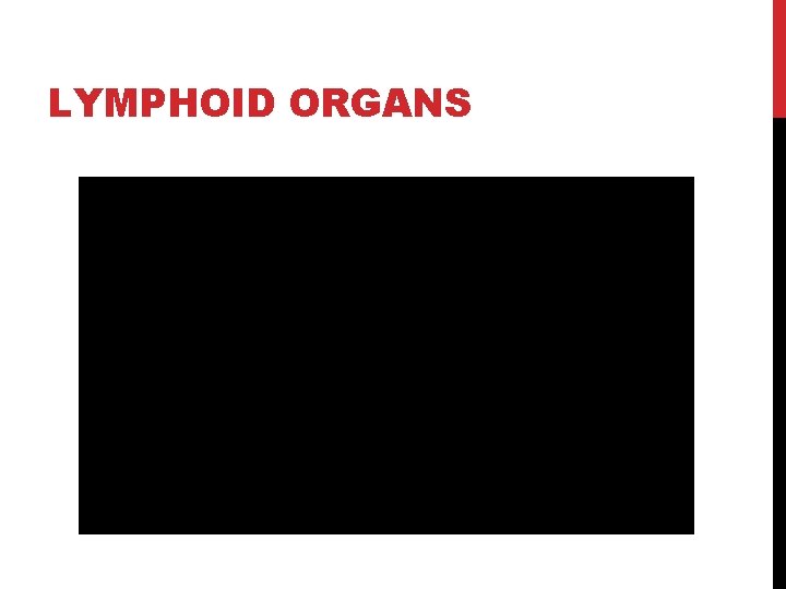 LYMPHOID ORGANS 